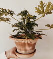 dekorativny hlineny keramicky terakotovy neglazovany kvetinac unglazed natural terracotta flower pot handmade