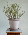 dekorativny hlineny keramicky terakotovy neglazovany kvetinac unglazed natural terracotta flower pot handmade