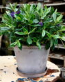 dizajnovy terakotovy crepnik kvetinac neglazovana keramika unglazed natural terracotta flower pot