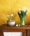 dizajnovy terakotovy crepnik siroky na bylinky kvetinac neglazovana keramika unglazed natural herb terracotta flower dish pot