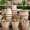 hlineny keramicky terakotovy neglazovany kvetinac unglazed natural terracotta flower pot handmade