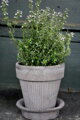 hlineny keramicky terakotovy neglazovany kvetinac crepnik dekorativny design terracotta flower pot natural unglazed